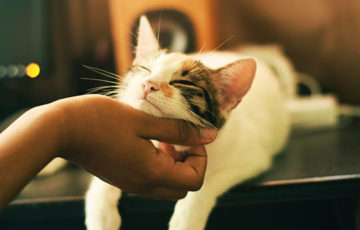 a cat being pet by someone