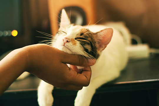 a cat being pet by someone