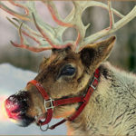 reindeer with red nose