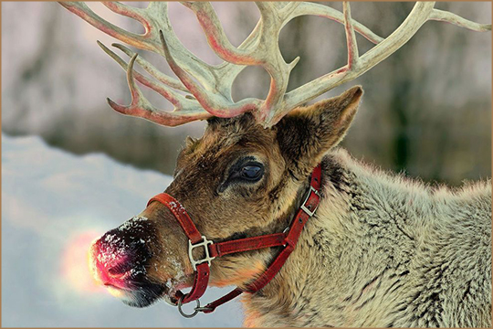 reindeer with red nose