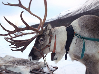 reindeer