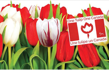 Red and white tulips with a Canada memo