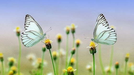 two butterflies facing each other