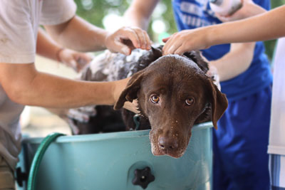 a dog being given a bath