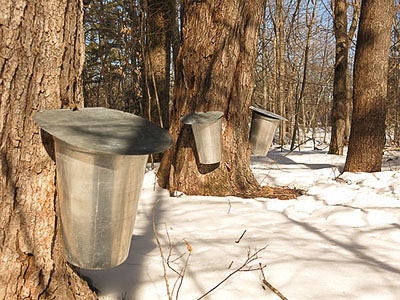Maple trees with buckets