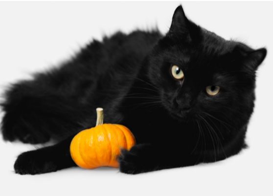 A black cat with a pumpkin